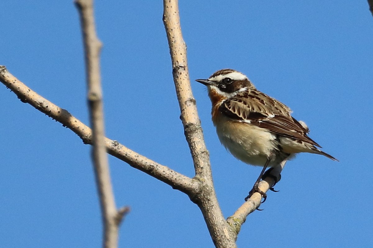 Whinchat - ML642899874
