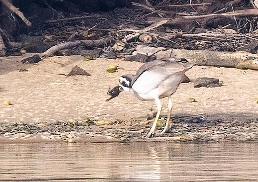 Beach Thick-knee - ML642899876