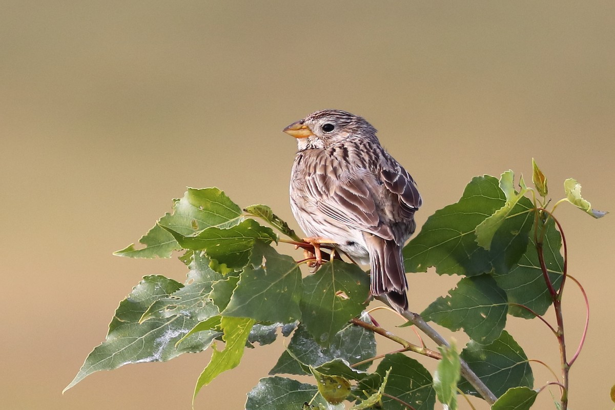 Corn Bunting - ML642899880