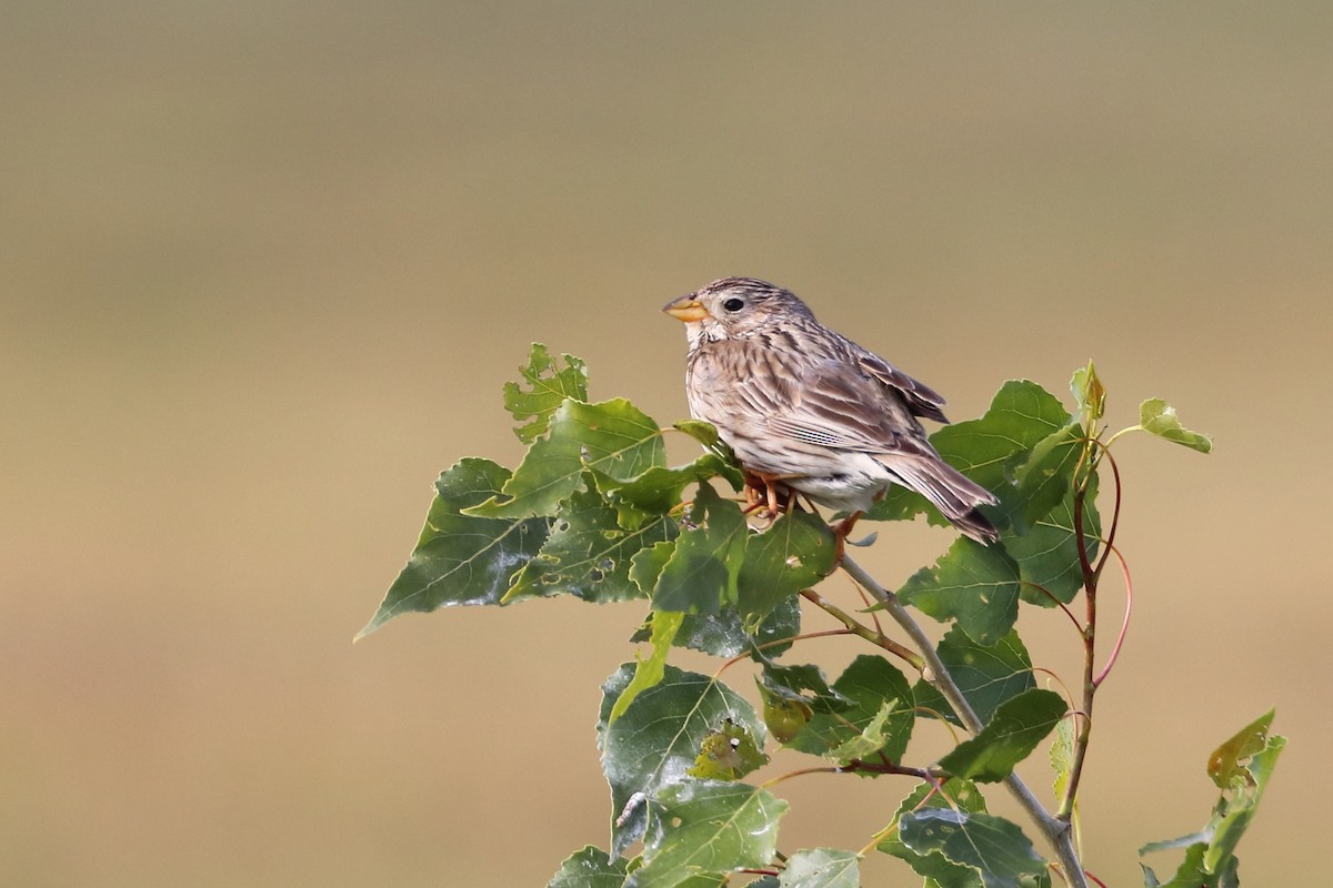 Corn Bunting - ML642899881