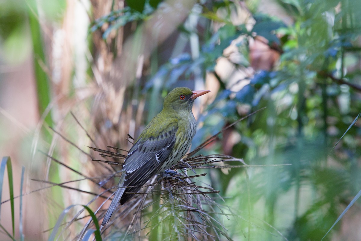 Olive-backed Oriole - ML642899882