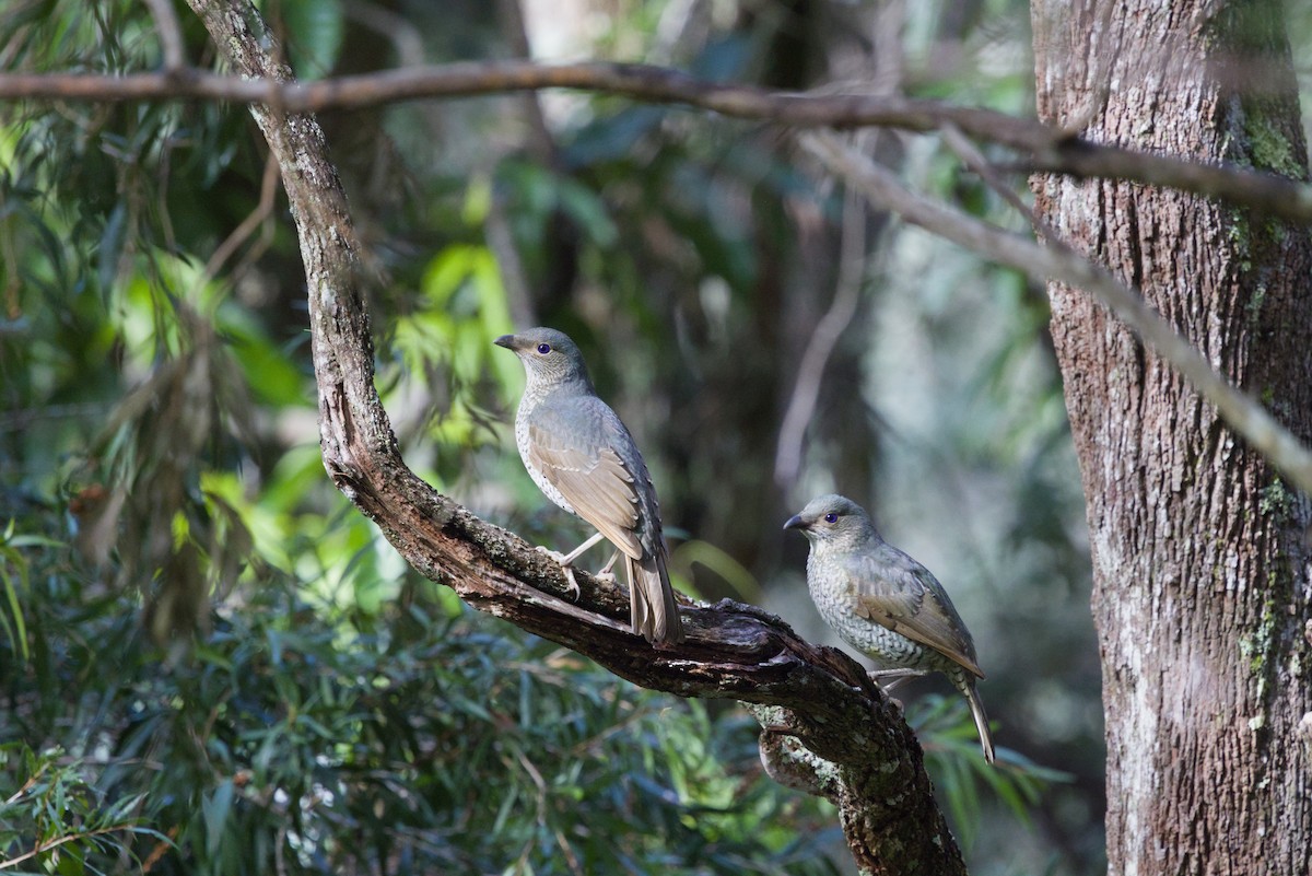 Satin Bowerbird - ML642899897
