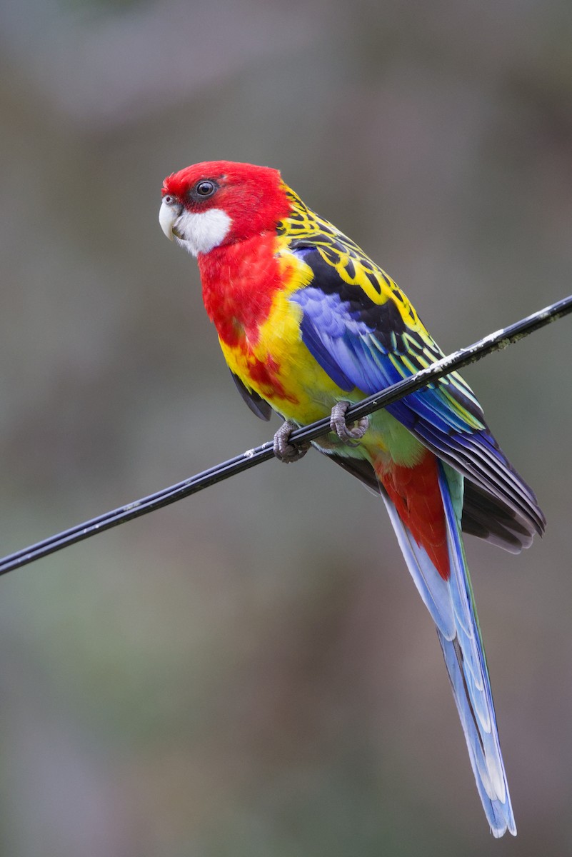 Eastern Rosella - ML642899898