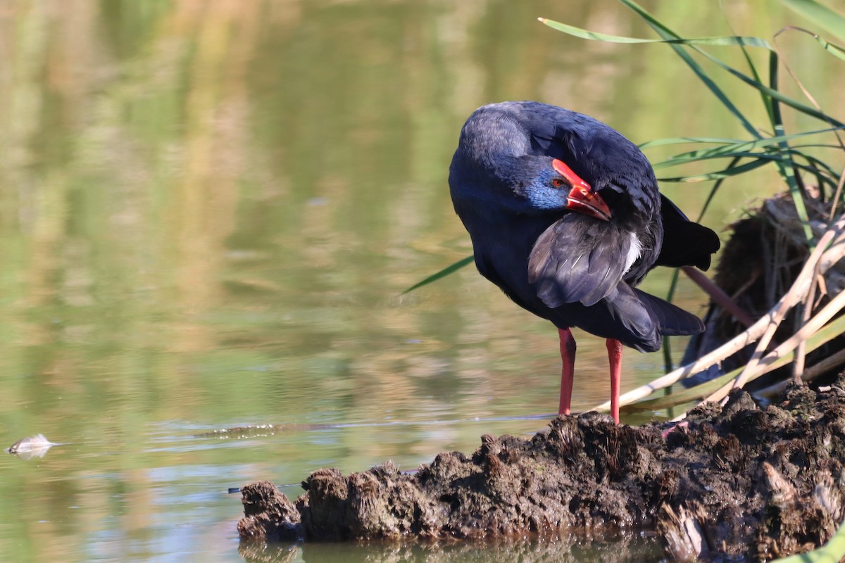 Western Swamphen - ML642899899