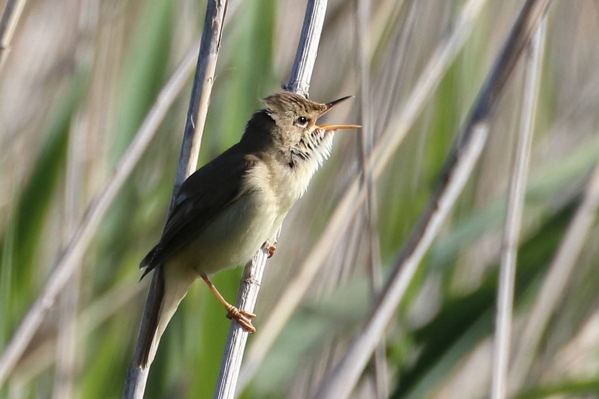 Marsh Warbler - ML642899900