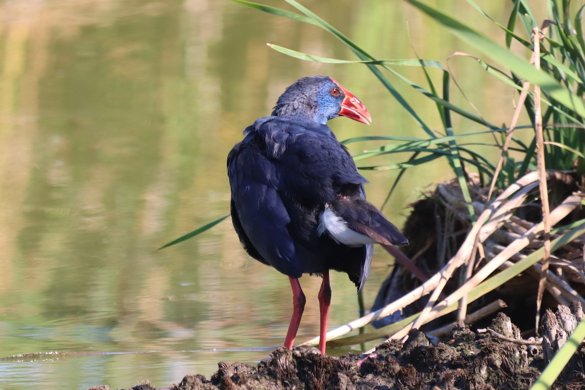 Western Swamphen - ML642899903