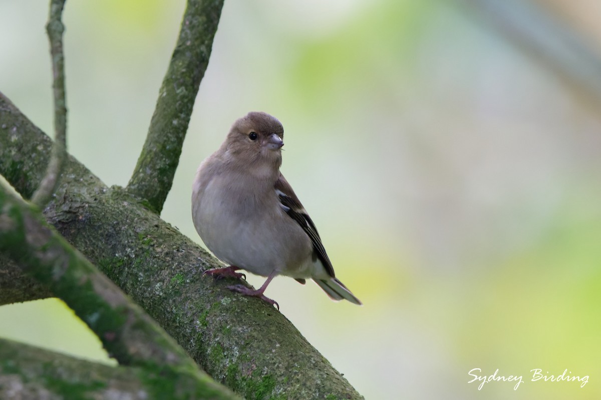 Common Chaffinch - ML642899912