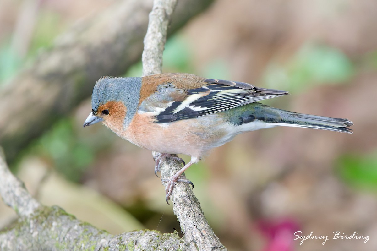 Common Chaffinch - ML642899913
