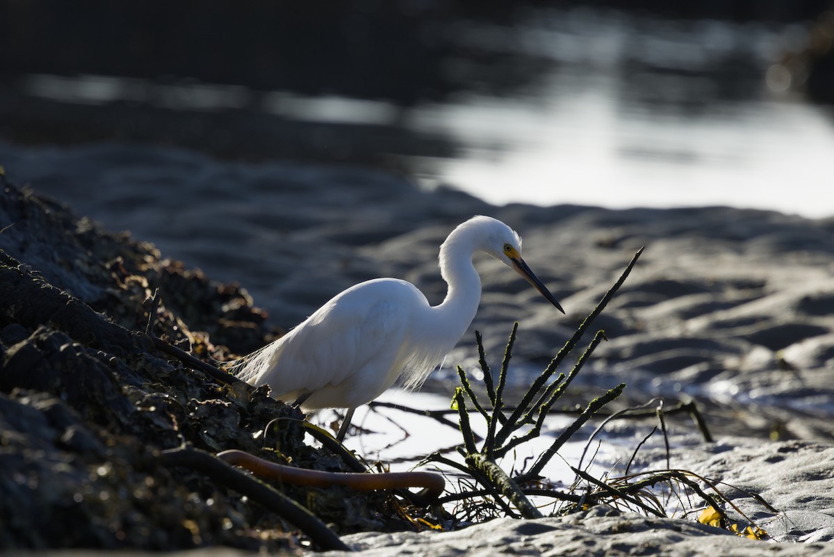 Little Egret - ML642899916