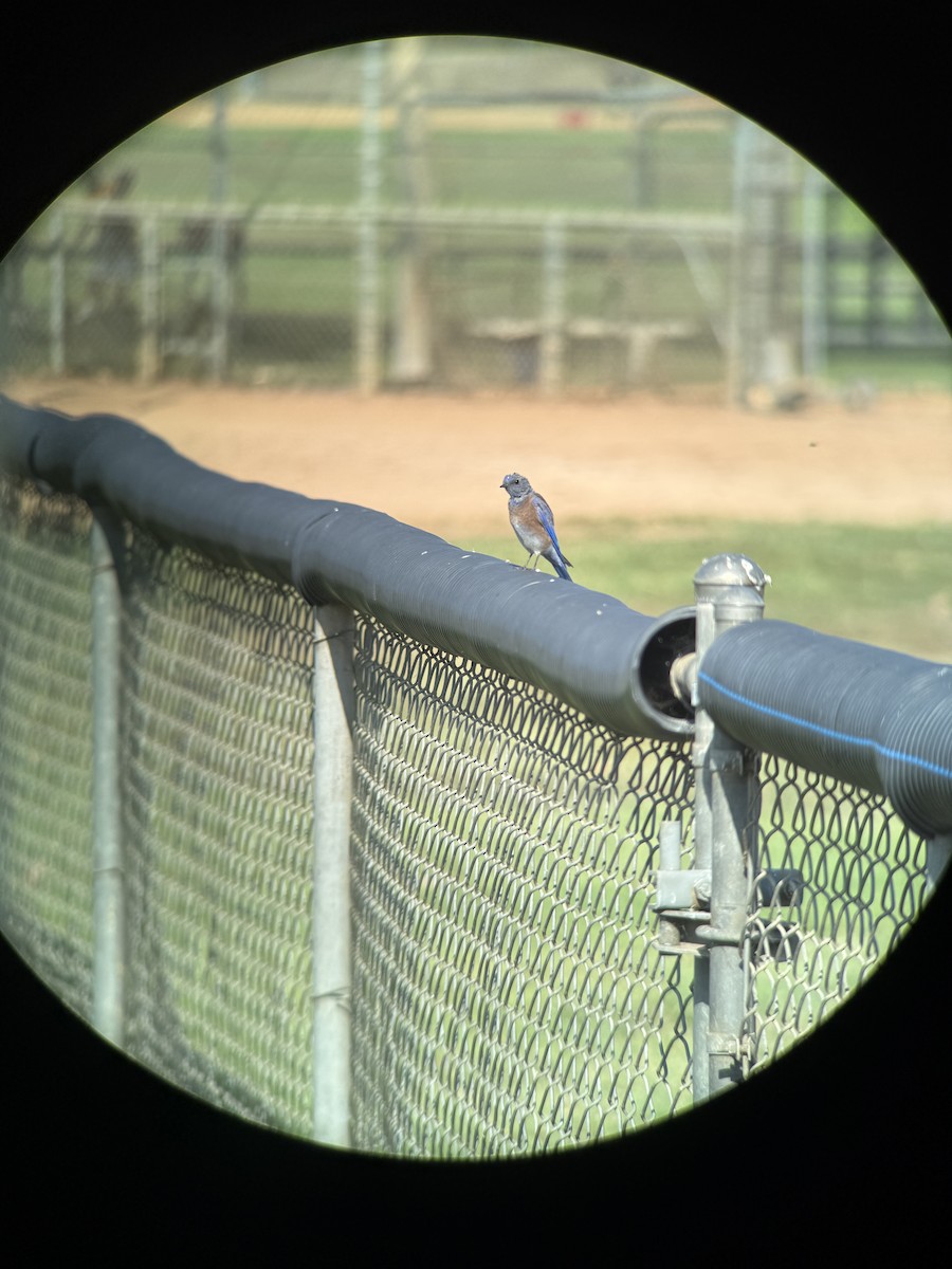Western Bluebird - ML642899919