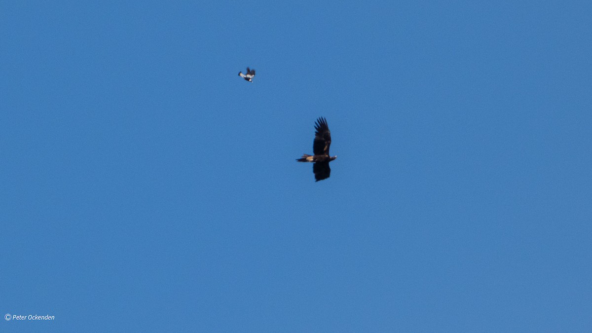 Wedge-tailed Eagle - ML642899920