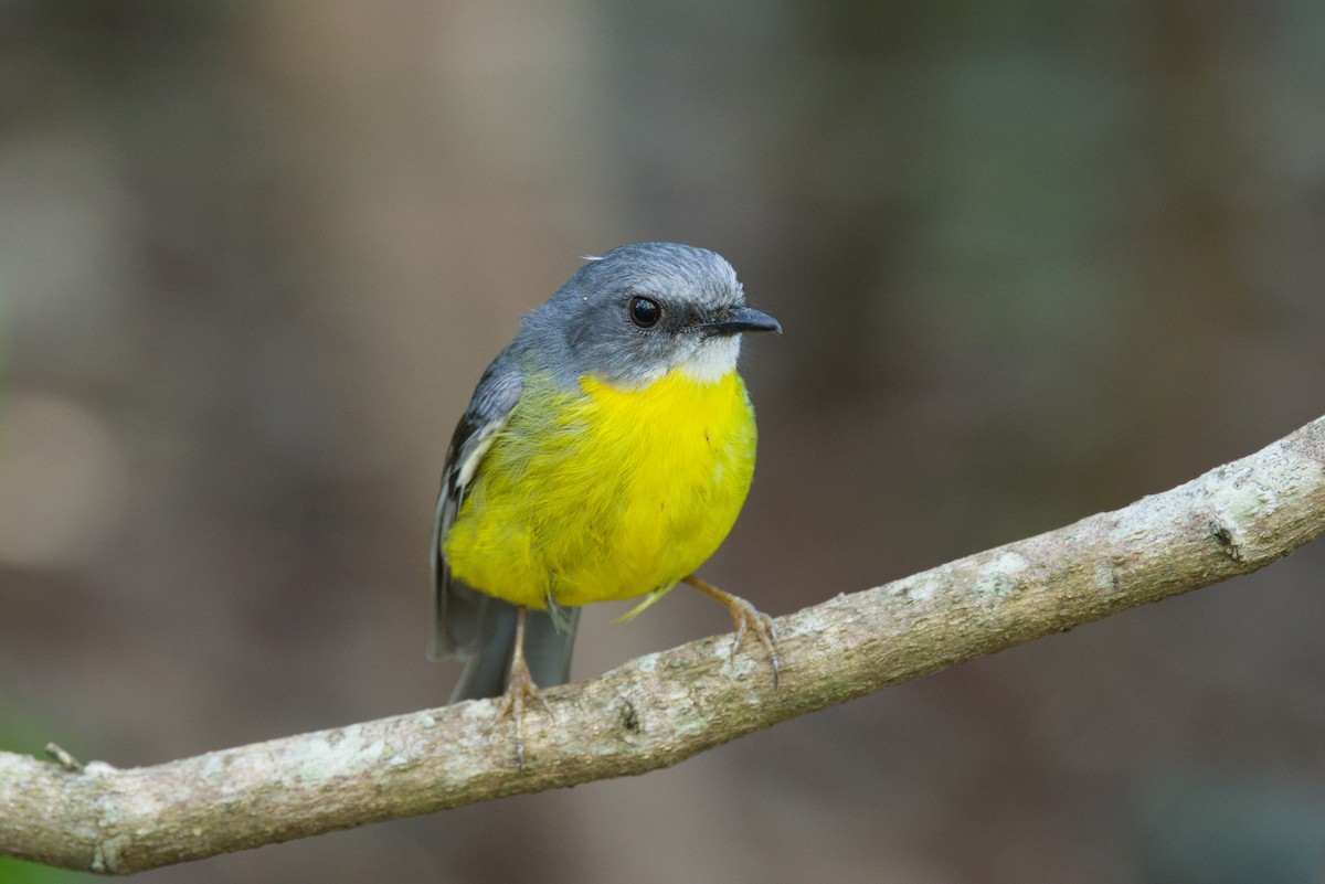 Eastern Yellow Robin - ML642899928