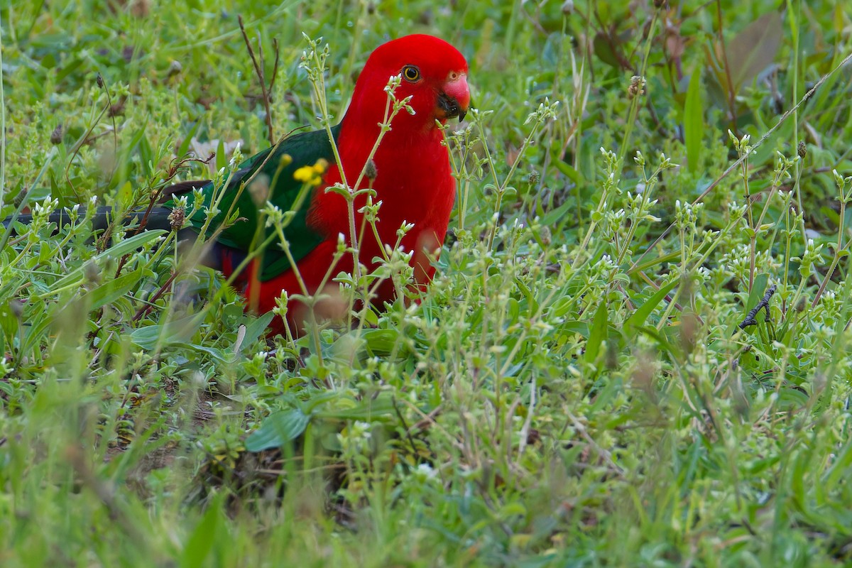 Australian King-Parrot - ML642899936