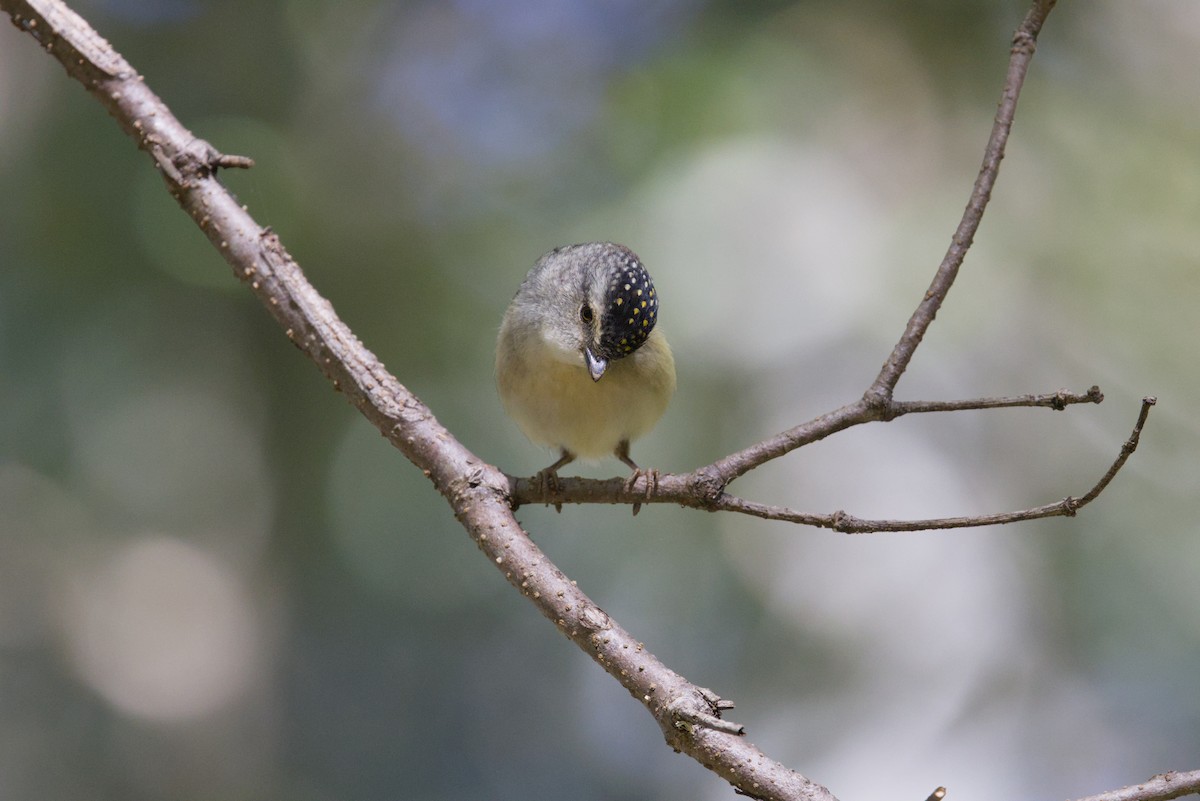 Spotted Pardalote - ML642899948