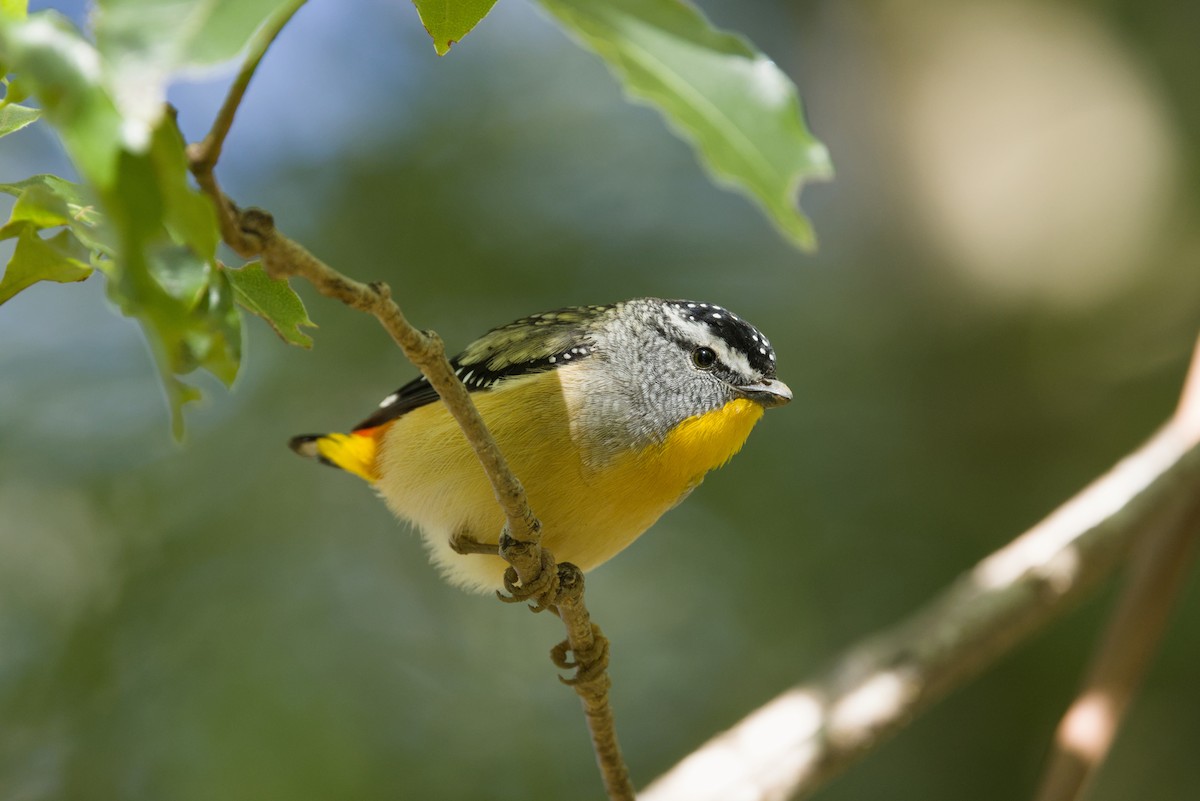 Spotted Pardalote - ML642899949