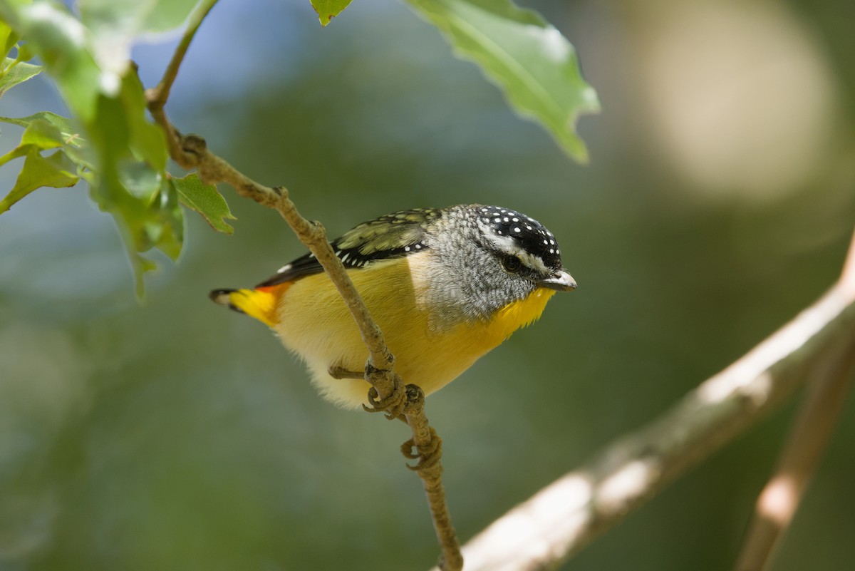 Spotted Pardalote - ML642899951