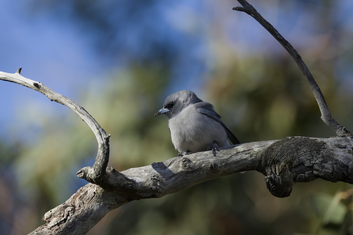 Masked Woodswallow - ML642899964