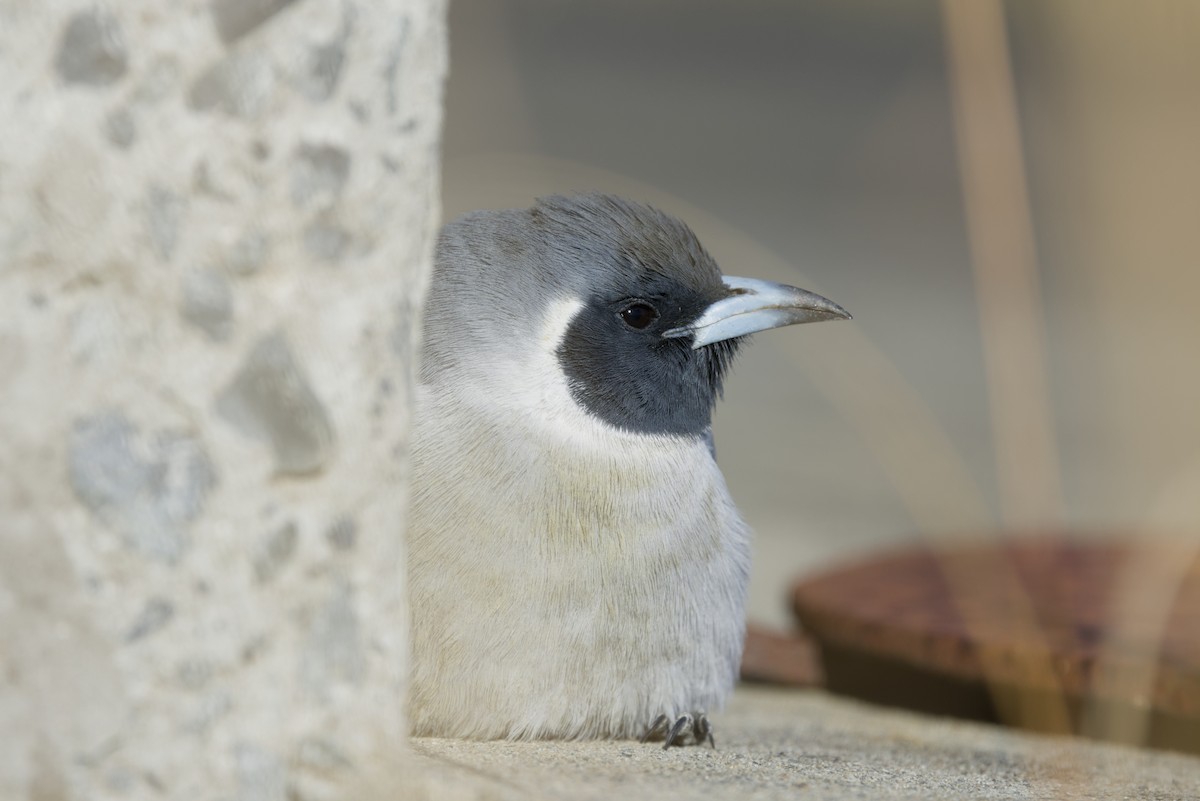 Masked Woodswallow - ML642899965