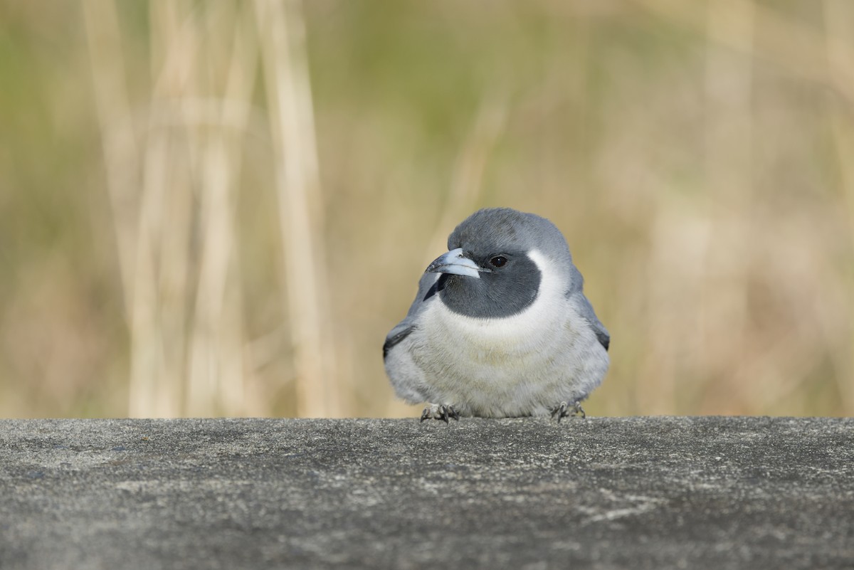 Masked Woodswallow - ML642899966