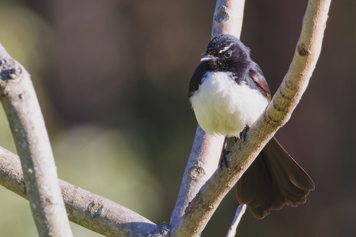 Willie-wagtail - ML642899967