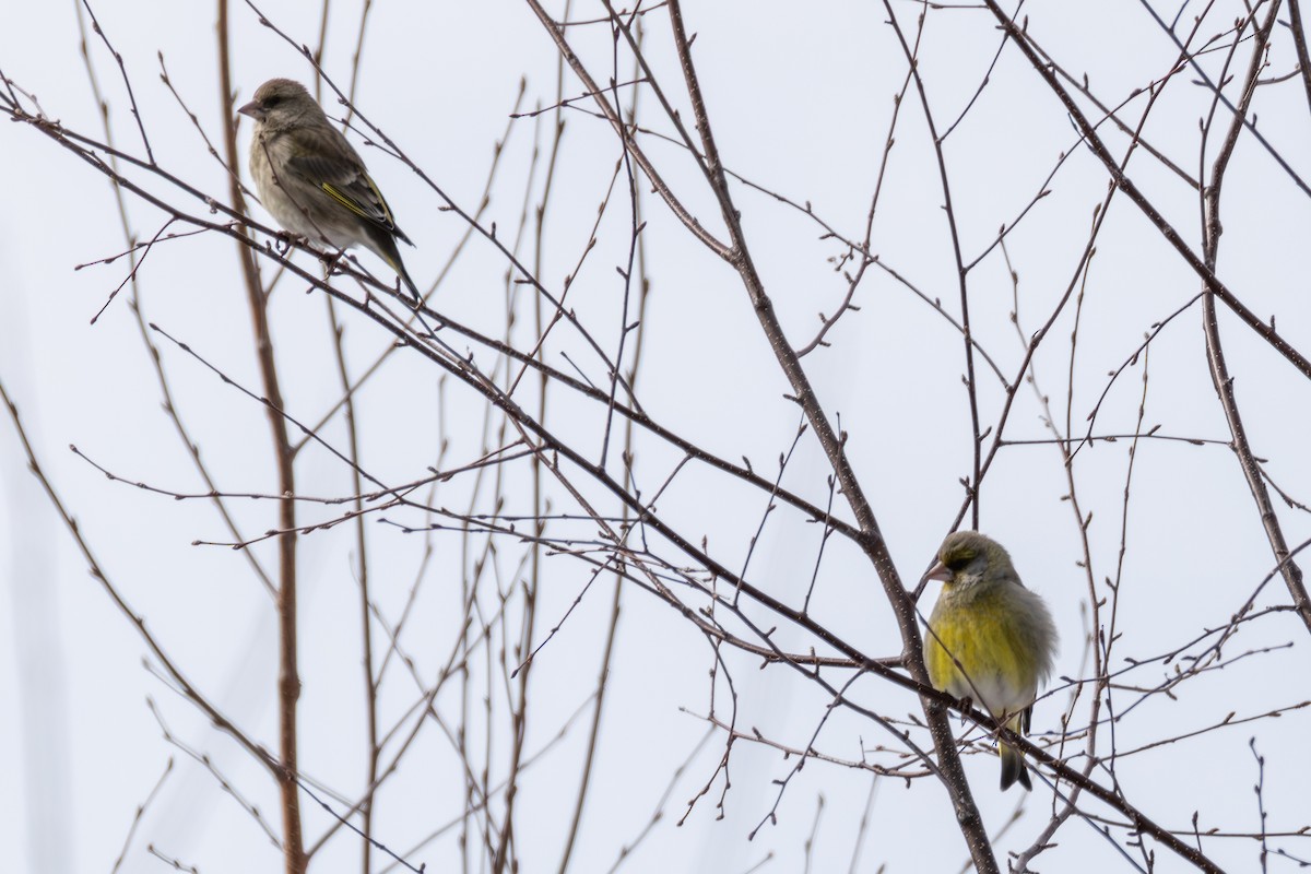 European Greenfinch - ML642899969