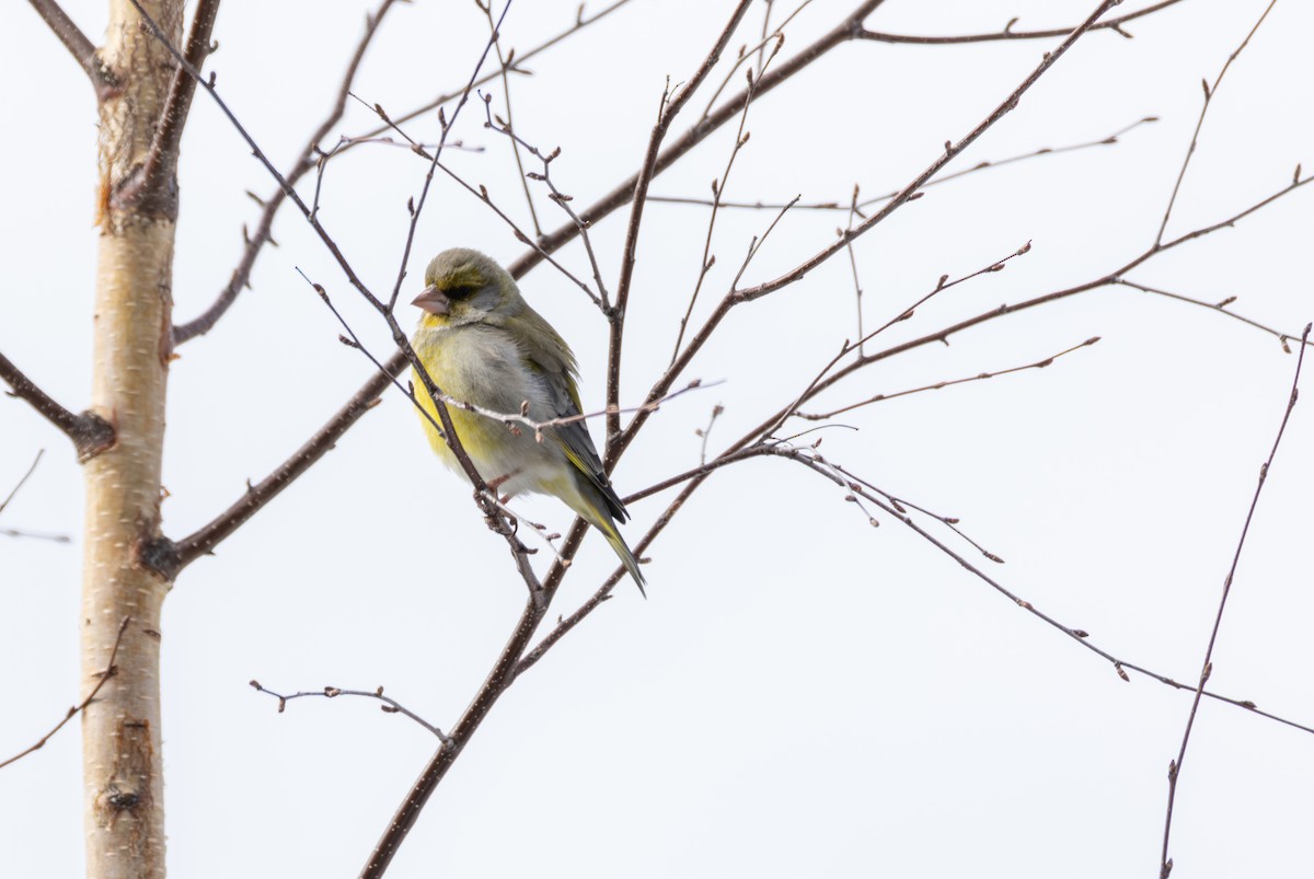 European Greenfinch - ML642899970