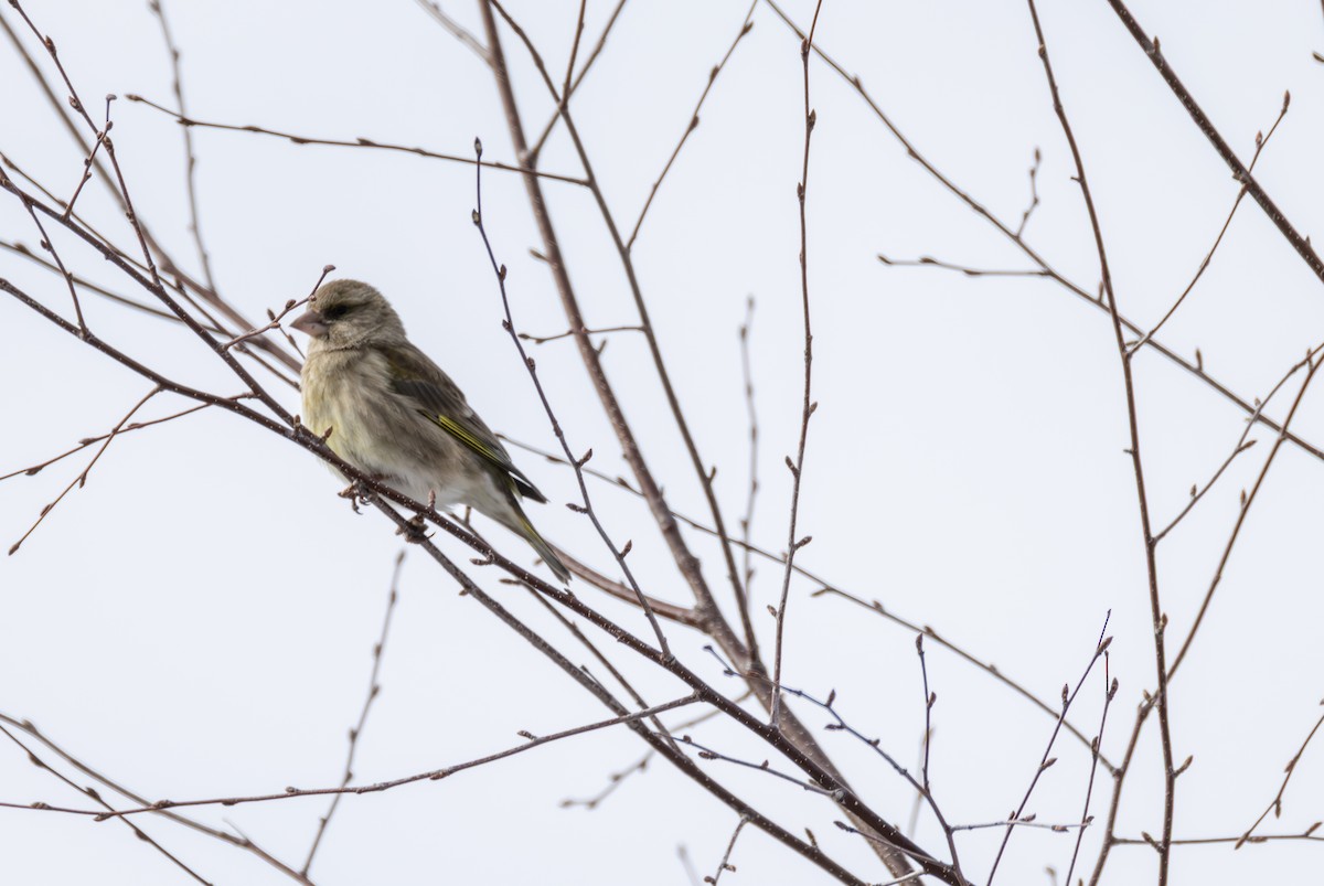 European Greenfinch - ML642899971