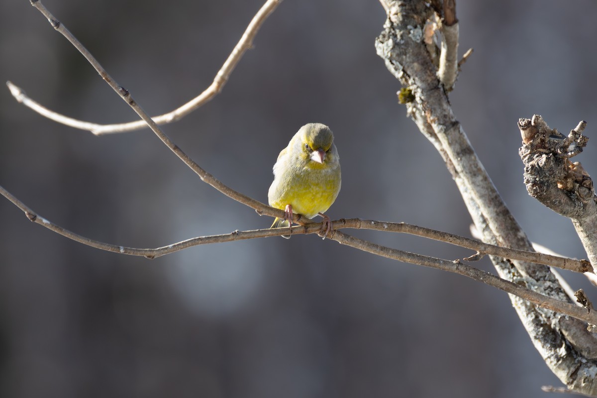 European Greenfinch - ML642899972