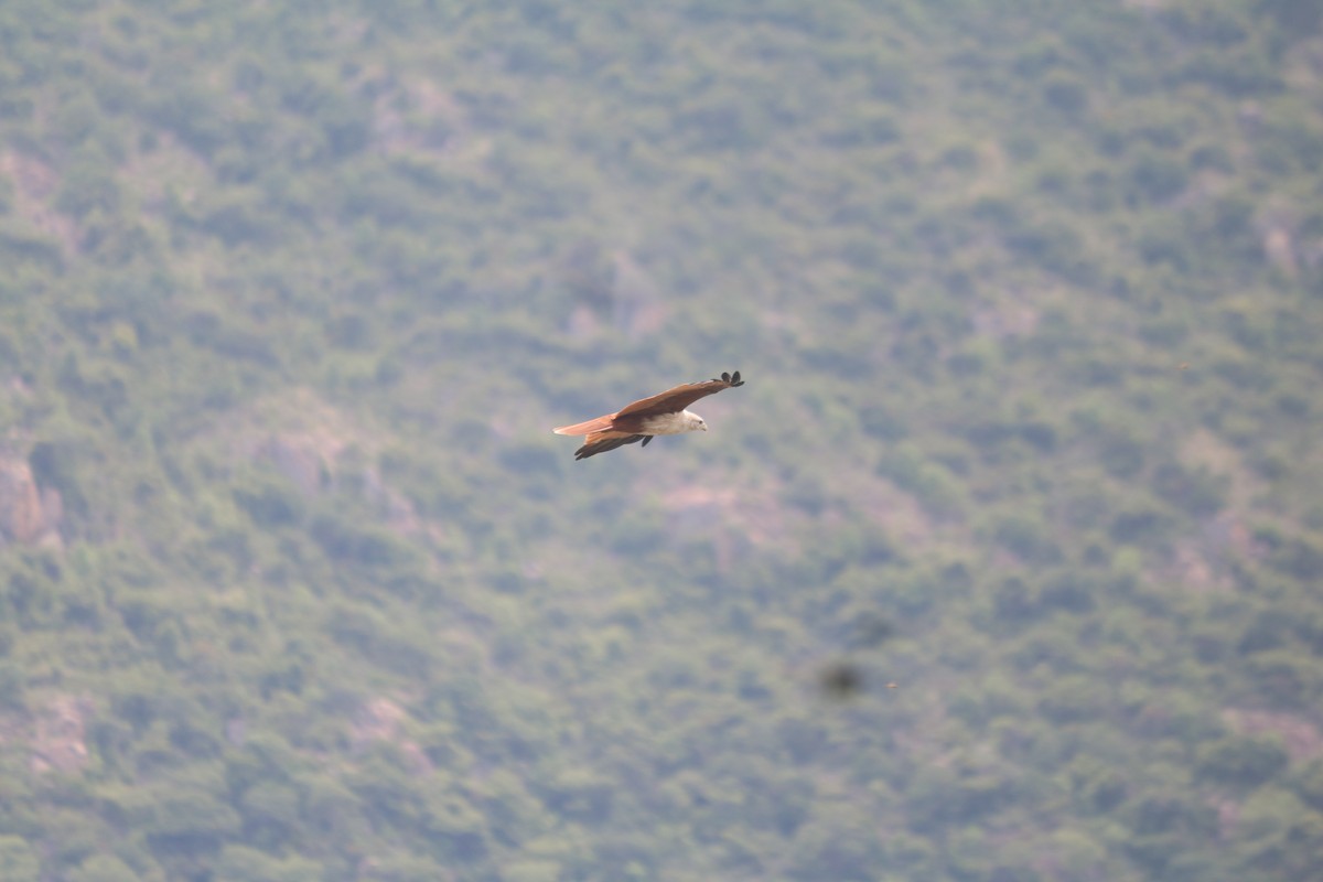 Brahminy Kite - ML642899983