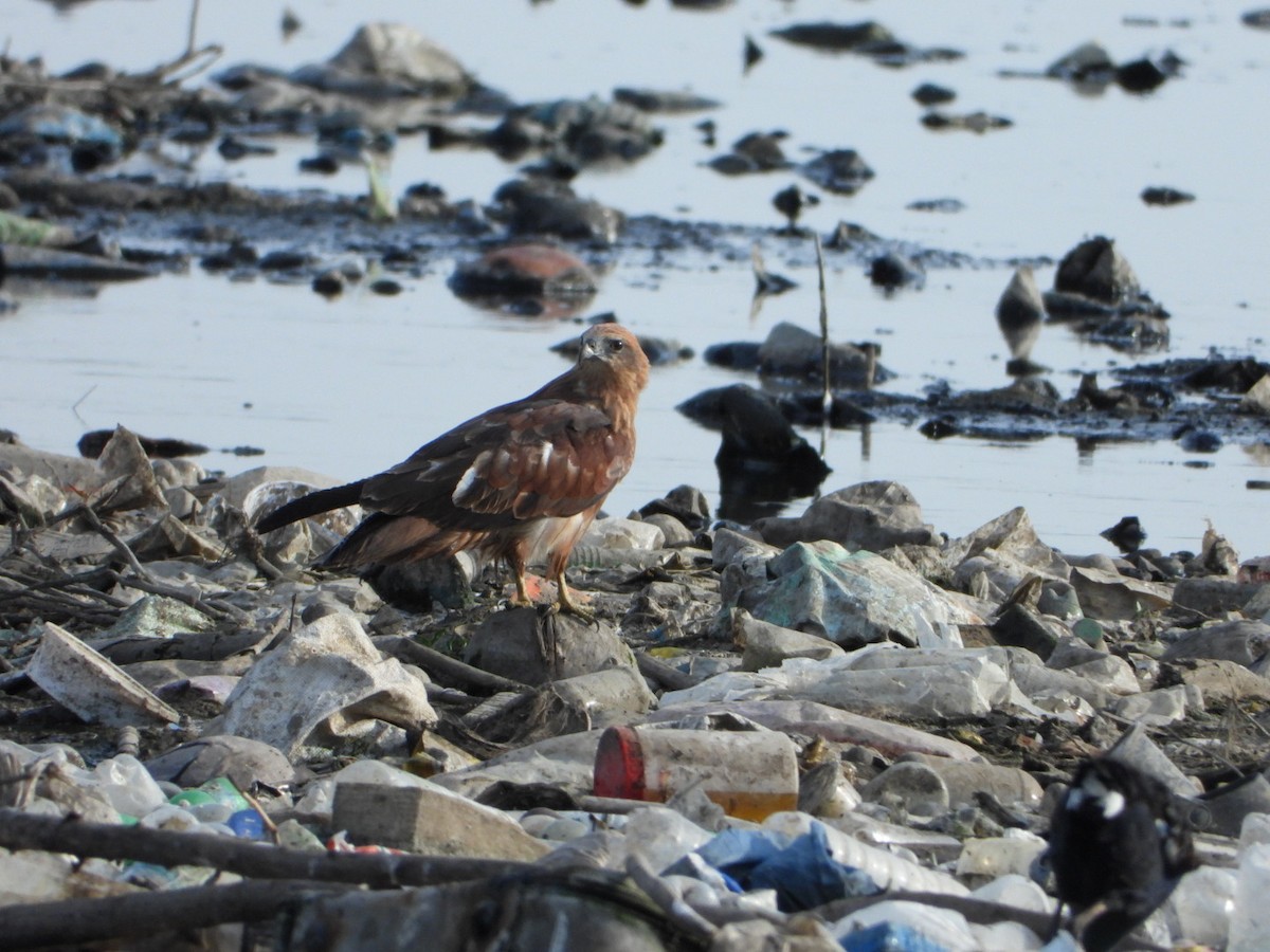 Brahminy Kite - ML642899987