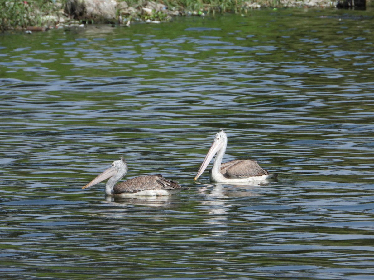 Spot-billed Pelican - ML642899998