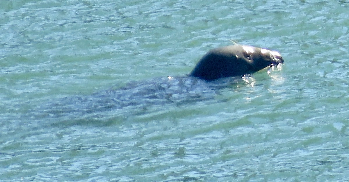 Animals - ML642899999