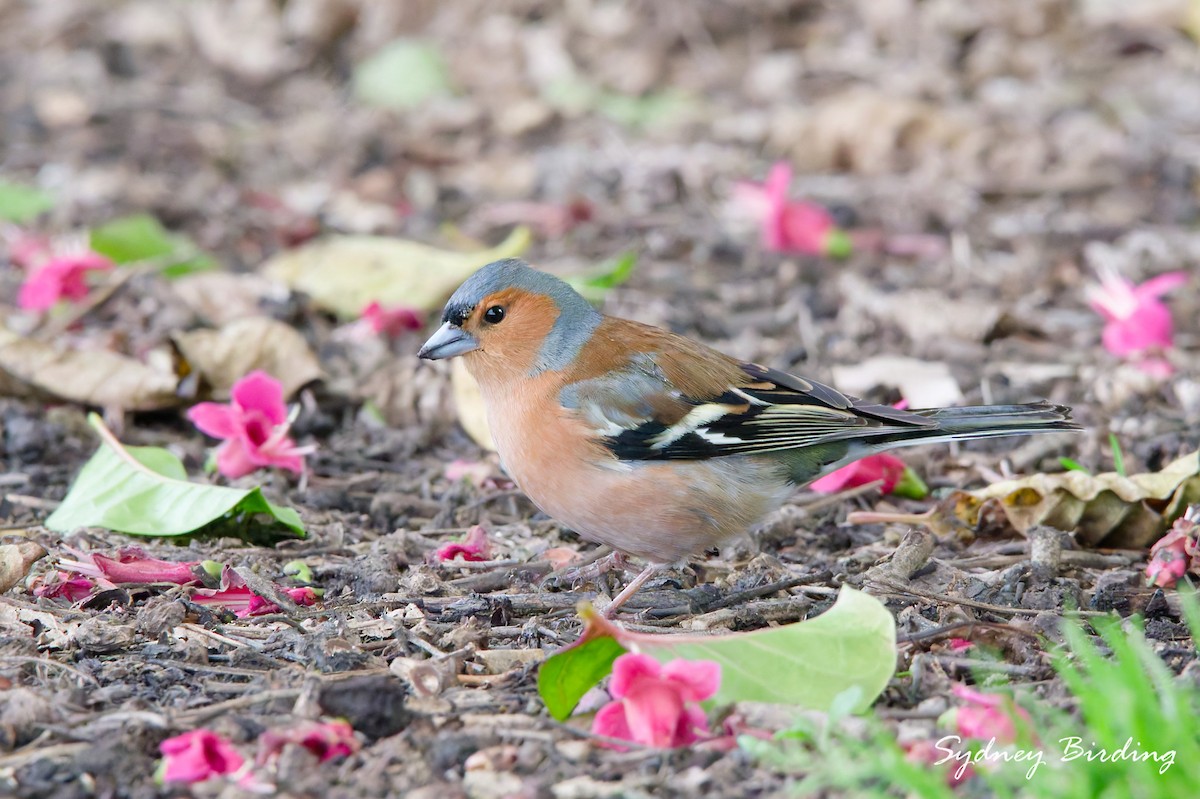 Common Chaffinch - ML642900001