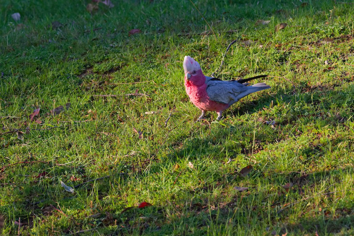 Galah - ML642900002