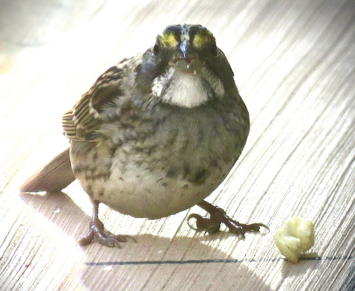 White-throated Sparrow - ML642900012