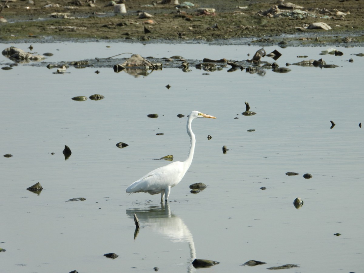 egretthegre - ML642900022