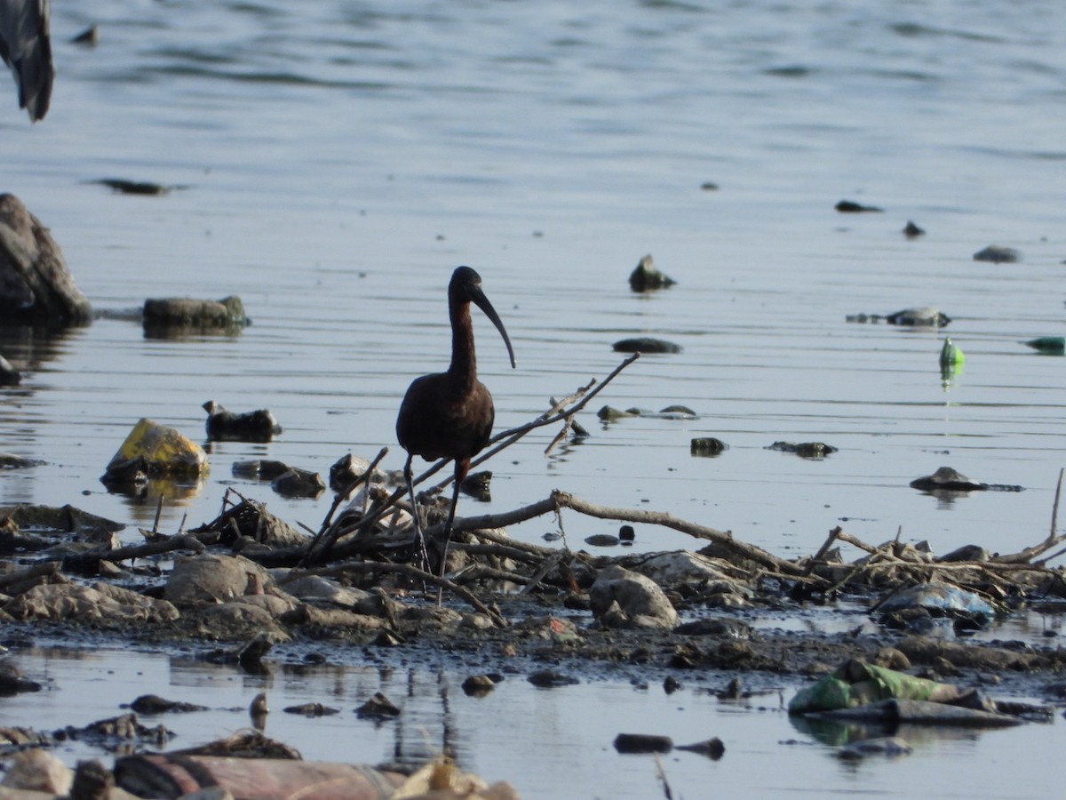 bronseibis - ML642900035