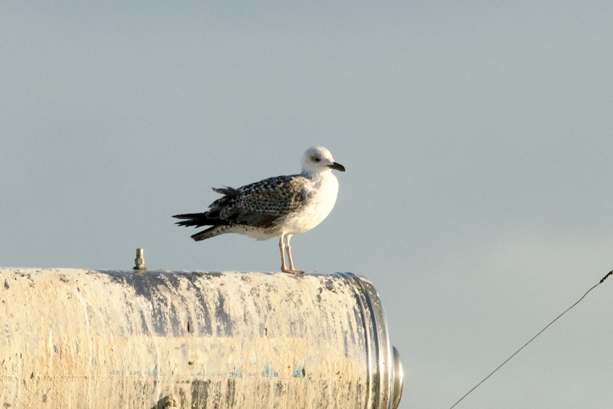 gulbeinmåke - ML642900046