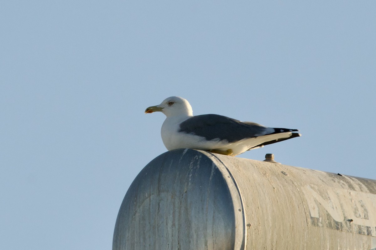 gulbeinmåke - ML642900047