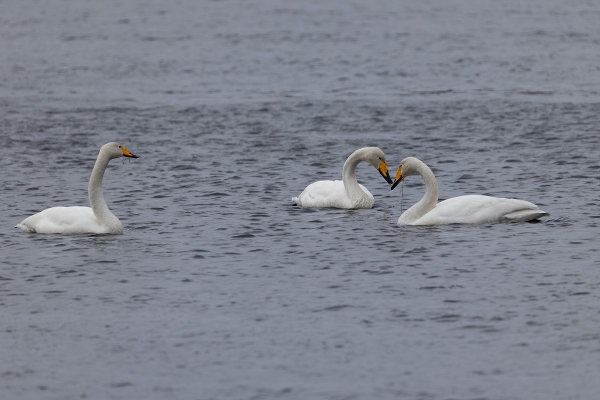 Whooper Swan - ML642900051