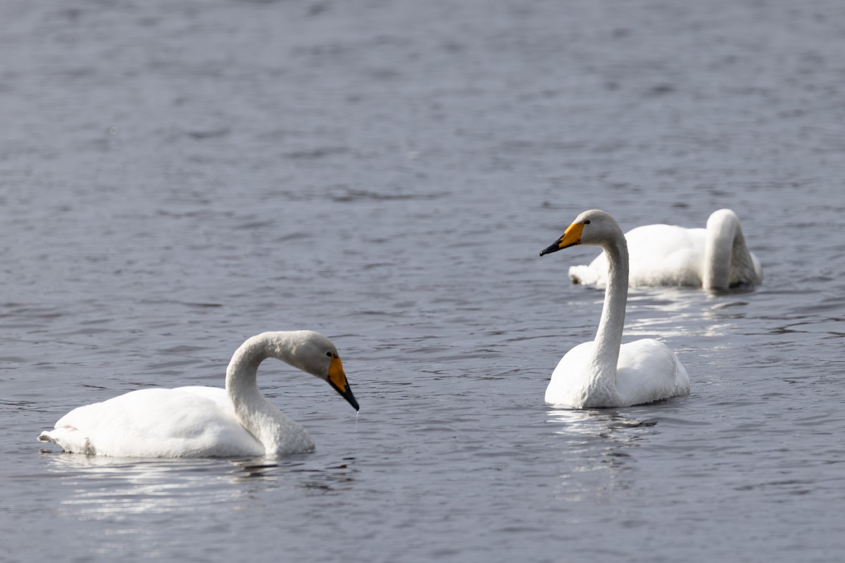 Whooper Swan - ML642900052