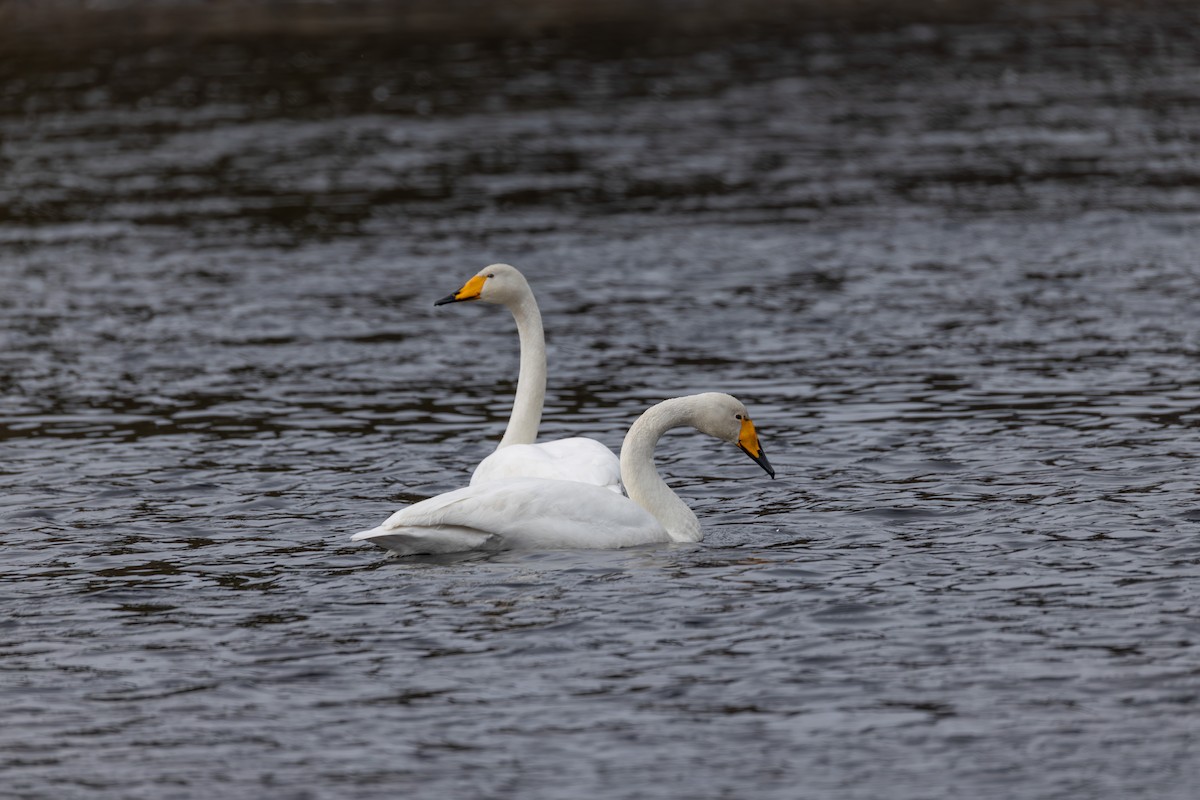 Whooper Swan - ML642900053