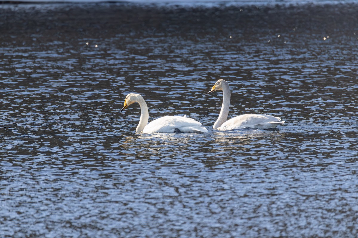 Whooper Swan - ML642900054