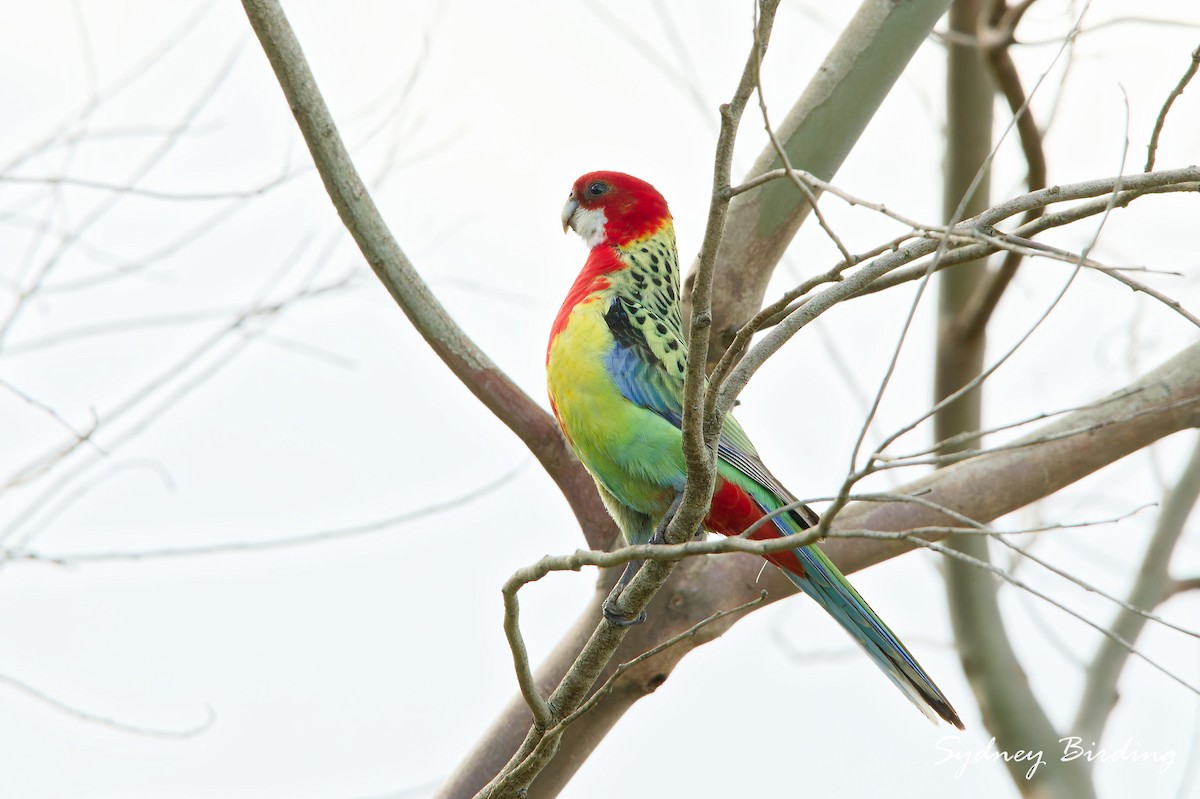 ナナクサインコ - ML642900091