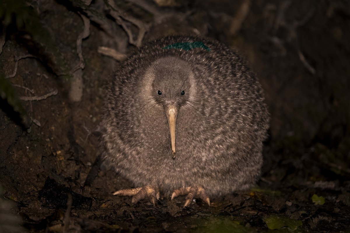 Little Spotted Kiwi - ML642900095