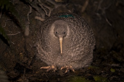 Photos - Little Spotted Kiwi - Apteryx owenii - Birds of the World