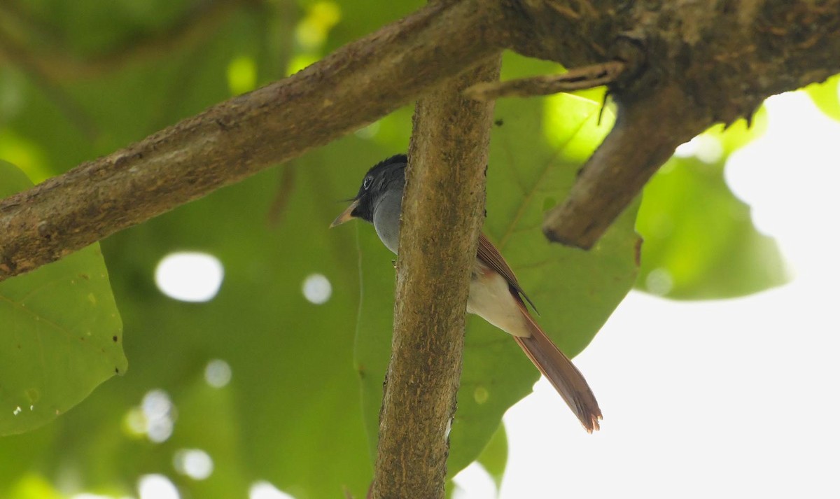 Amur Paradise-Flycatcher - ML642900106