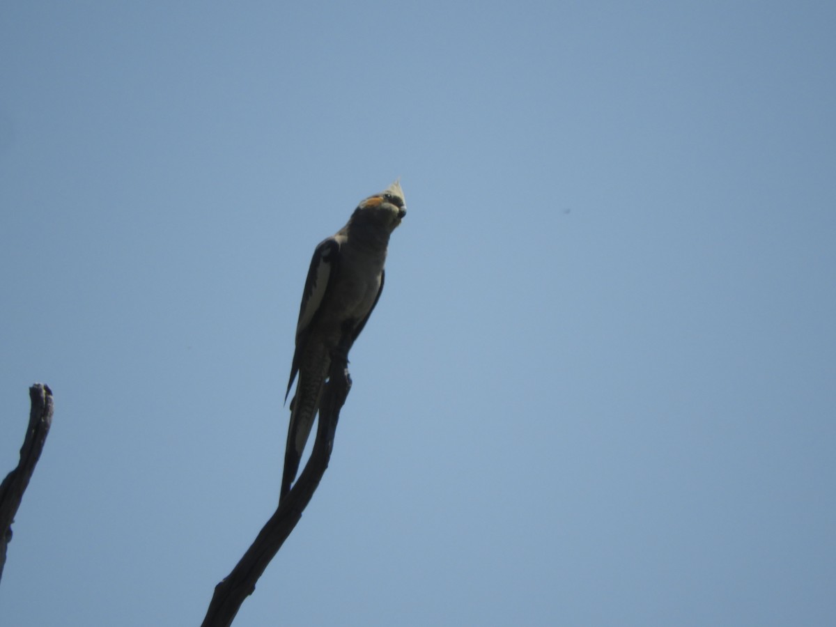 Cockatiel - ML642900110