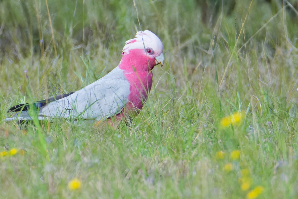 Galah - ML642900113