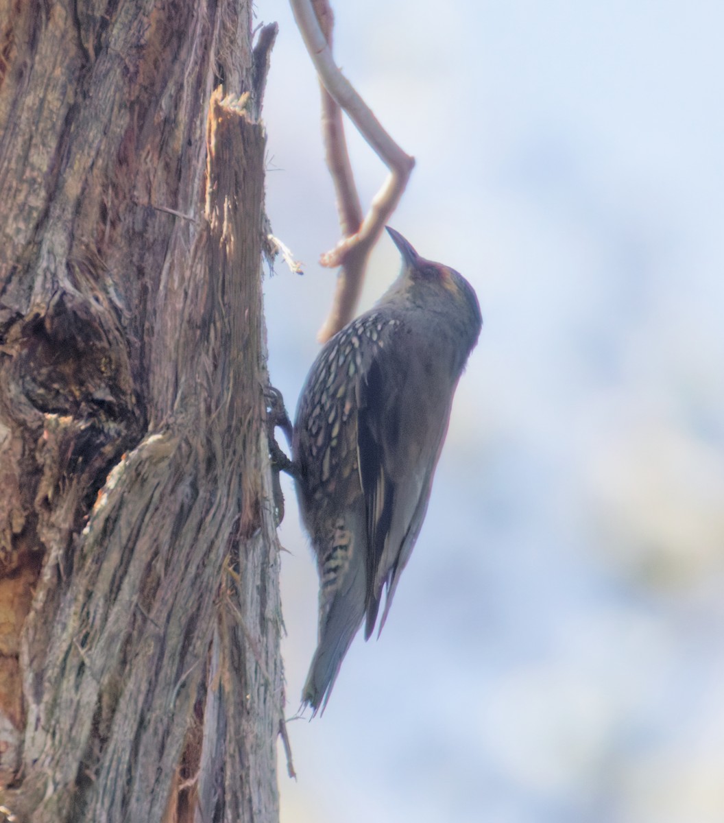 Red-browed Treecreeper - ML642900116